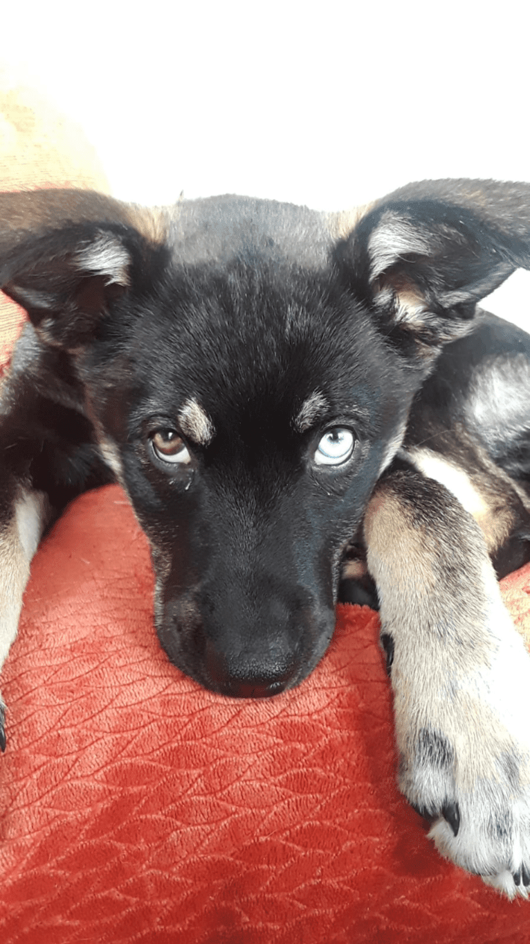 Ringo Starr, a Siberian Husky and Alaskan Malamute mix tested with EmbarkVet.com