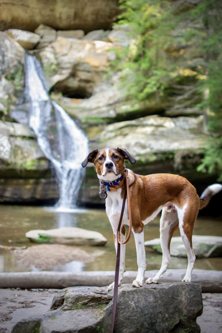 Ranger, a Boxer and Beagle mix tested with EmbarkVet.com