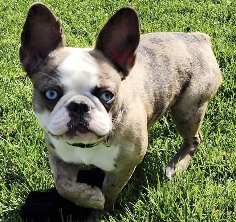 Mrs. Waffles McGibblets, a French Bulldog tested with EmbarkVet.com