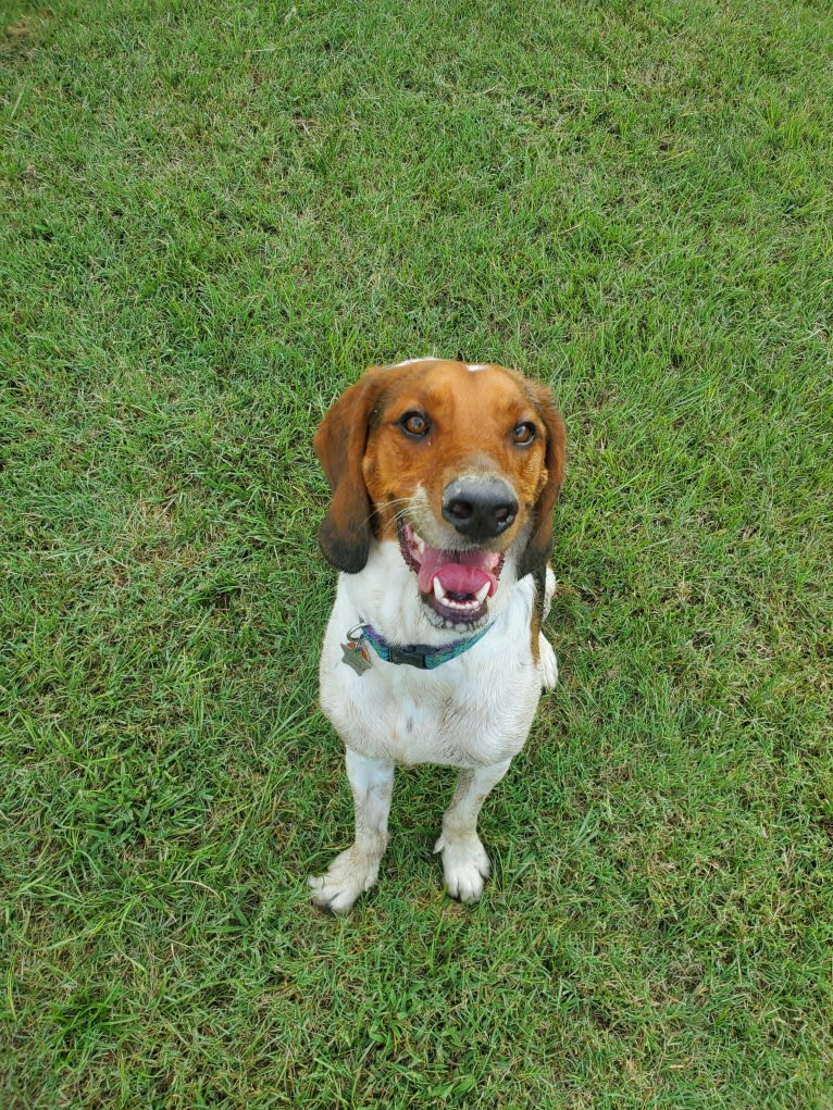 Lunatic, a Basset Hound and Boston Terrier mix tested with EmbarkVet.com