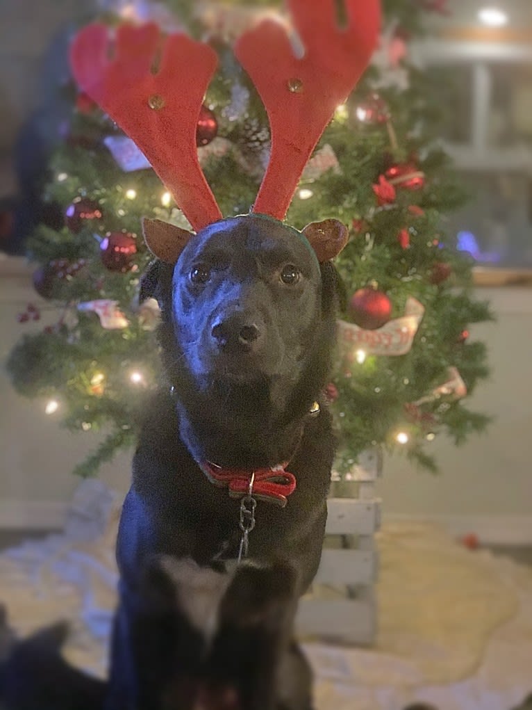 Guinness, a Labrador Retriever and Australian Cattle Dog mix tested with EmbarkVet.com