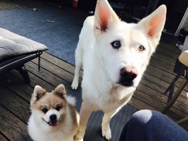 Nanuk, a Siberian Husky and German Shepherd Dog mix tested with EmbarkVet.com