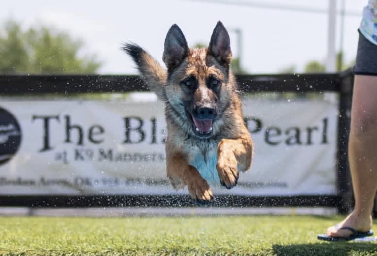 KHs His Reign Has Just Begun “Kaiser” TKE DS HDS, a German Shepherd Dog and Dutch Shepherd mix tested with EmbarkVet.com