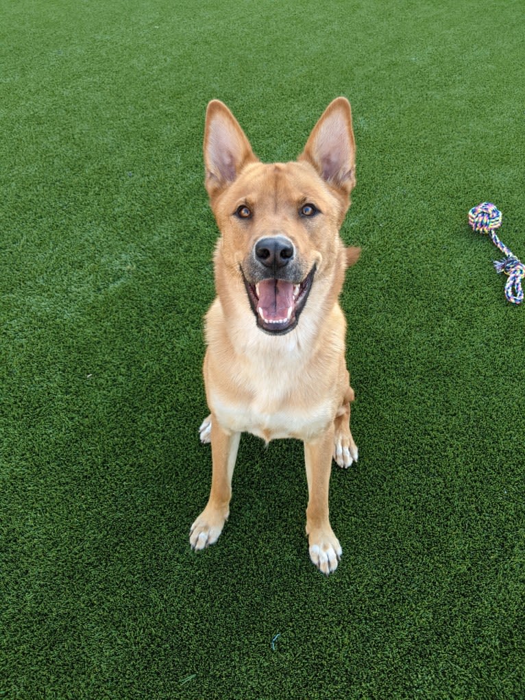 Nico, a Siberian Husky and Rottweiler mix tested with EmbarkVet.com