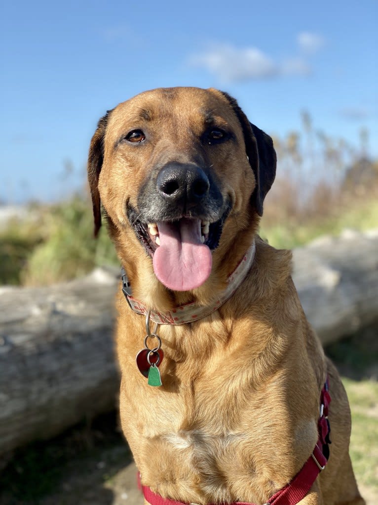 Sansa, a Labrador Retriever and German Shepherd Dog mix tested with EmbarkVet.com