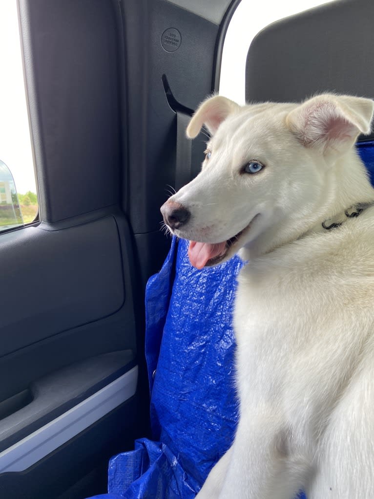Dash, a Gerberian Shepsky (12.7% unresolved) tested with EmbarkVet.com