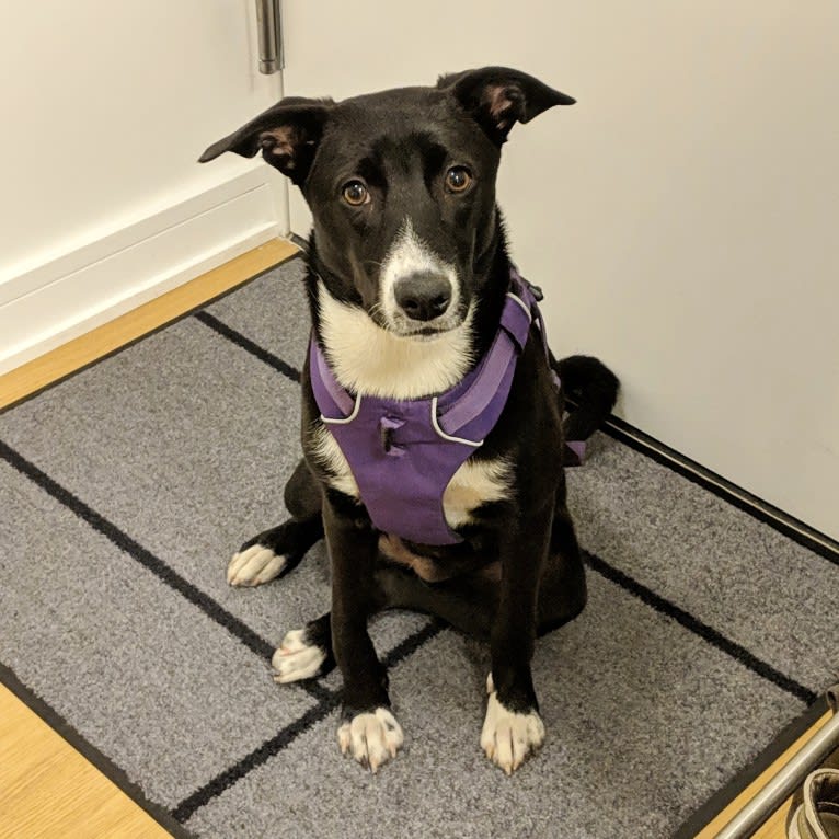 Clover, a Border Collie and American Pit Bull Terrier mix tested with EmbarkVet.com