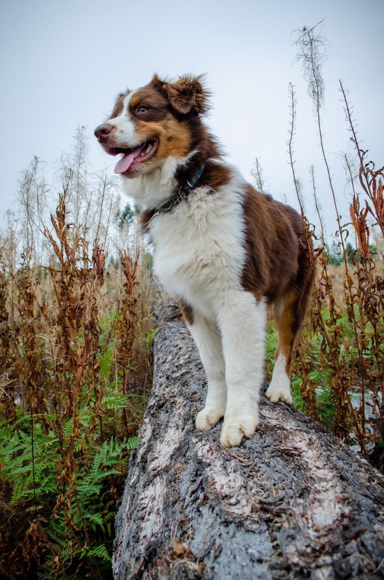 Klutch, an Australian Shepherd tested with EmbarkVet.com