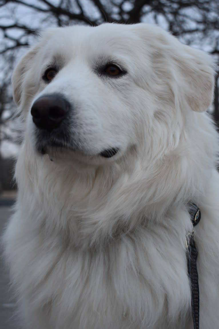 Half-Moon Waxing, a Great Pyrenees tested with EmbarkVet.com
