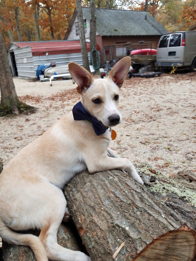 Odie, a Miniature Pinscher and Australian Shepherd mix tested with EmbarkVet.com