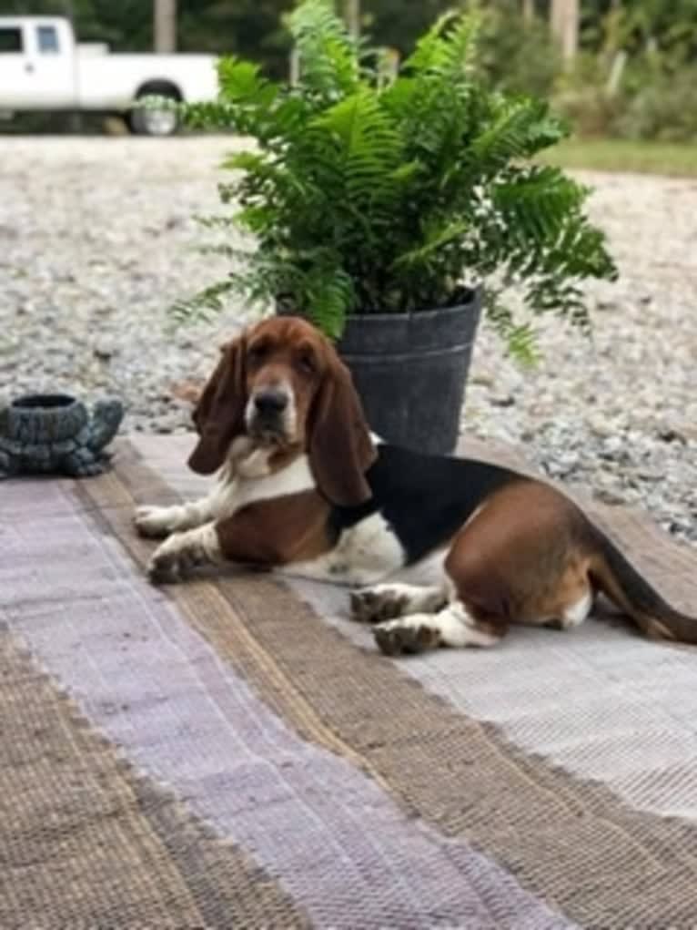 Murphy, a Basset Hound tested with EmbarkVet.com