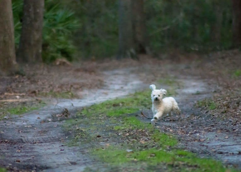 Opee, a Poodle (Small) and Chihuahua mix tested with EmbarkVet.com