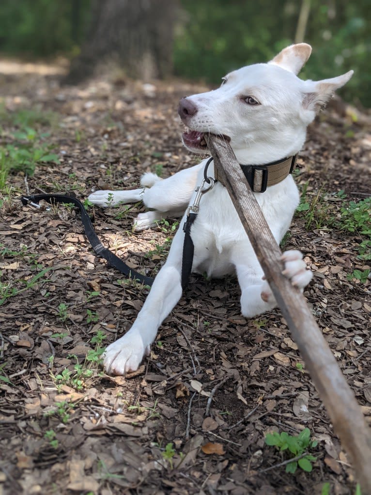 Summit, a Siberian Husky and American Pit Bull Terrier mix tested with EmbarkVet.com