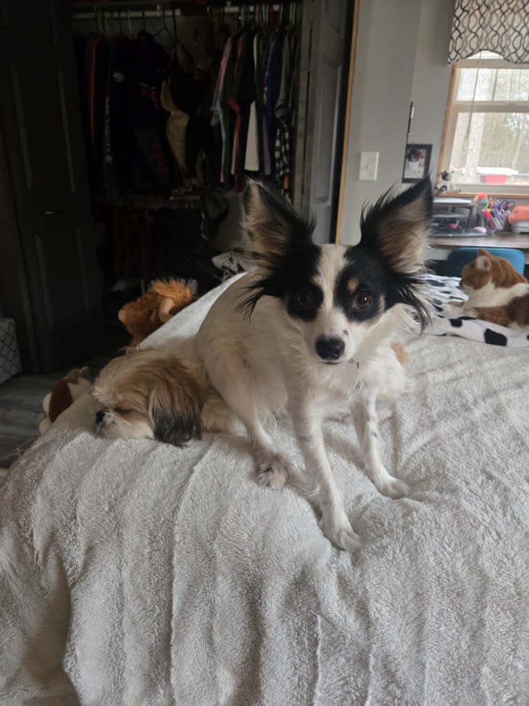 Shelby, a Papillon tested with EmbarkVet.com