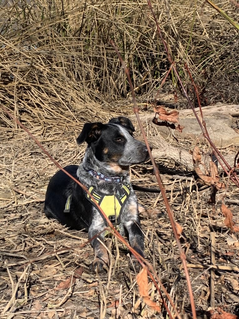 Theo, an Australian Cattle Dog and Border Collie mix tested with EmbarkVet.com