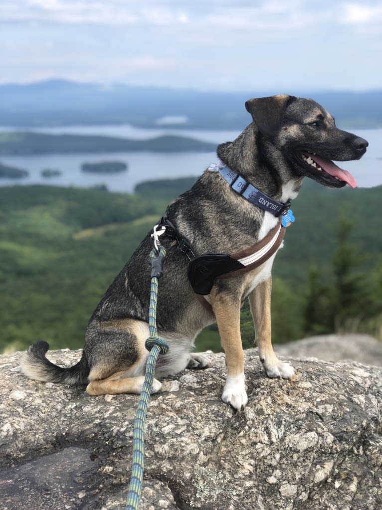 Rhody, a Norwegian Elkhound and Beagle mix tested with EmbarkVet.com