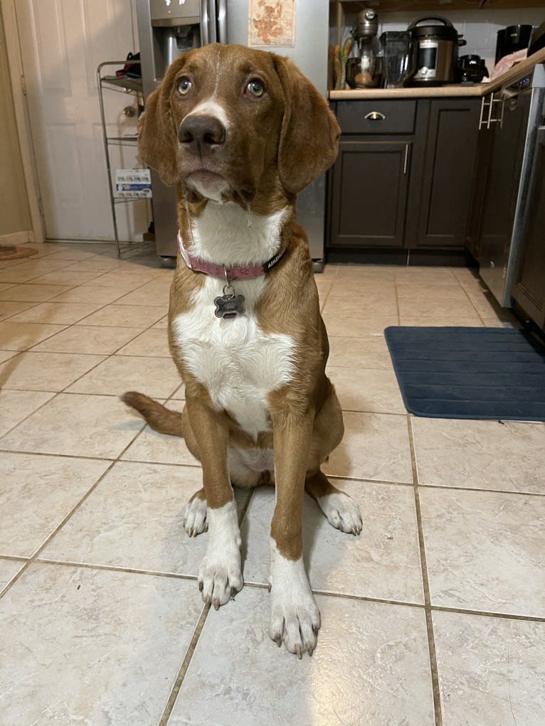 Viola, an American Pit Bull Terrier and Catahoula Leopard Dog mix tested with EmbarkVet.com