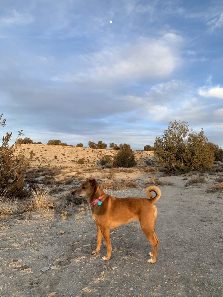 Sasha, a Russell-type Terrier and Labrador Retriever mix tested with EmbarkVet.com
