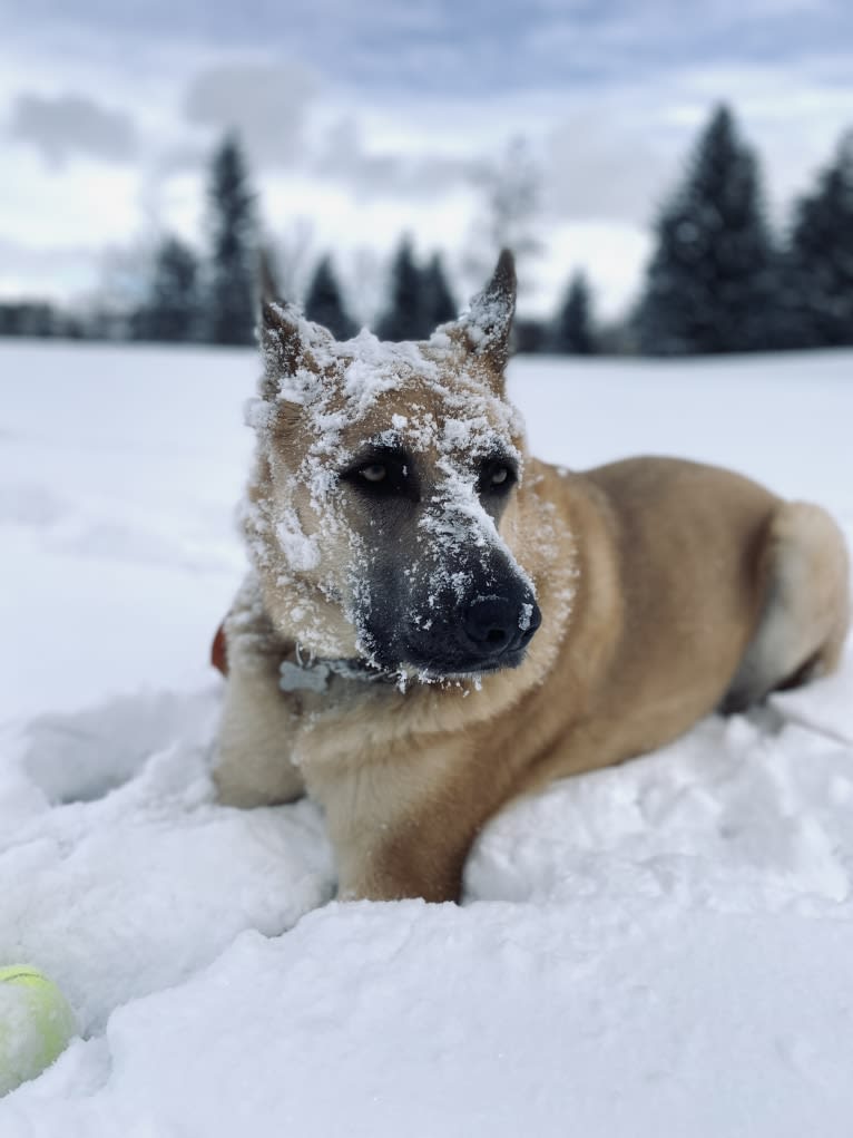 Boban, a German Shepherd Dog and Great Pyrenees mix tested with EmbarkVet.com