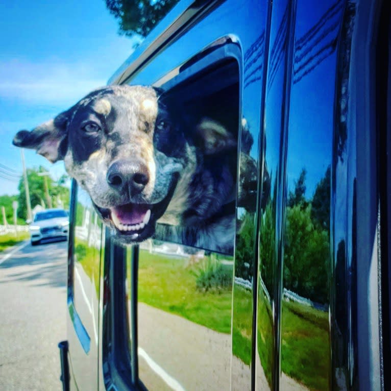 Elliott Mahomes Rinehart Phipps, a Catahoula Leopard Dog and Australian Shepherd mix tested with EmbarkVet.com