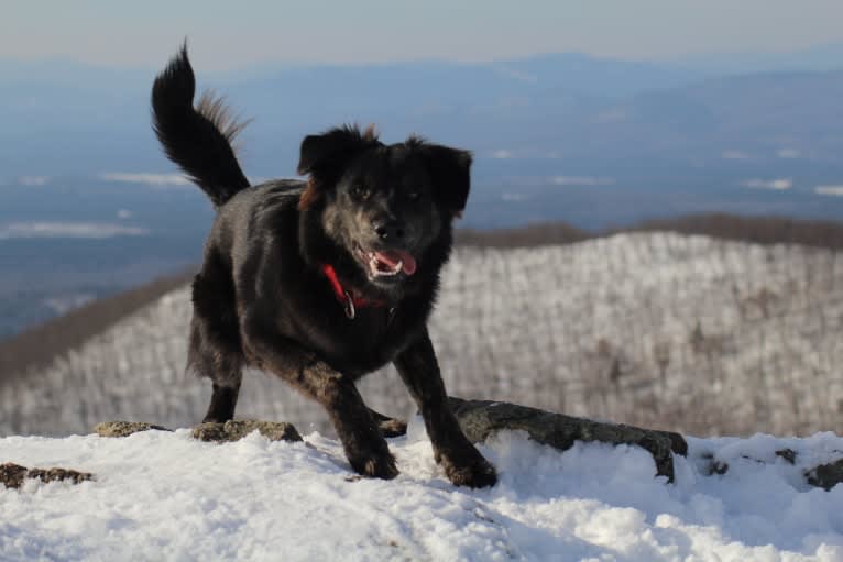 Tuli, a German Shepherd Dog and American Pit Bull Terrier mix tested with EmbarkVet.com