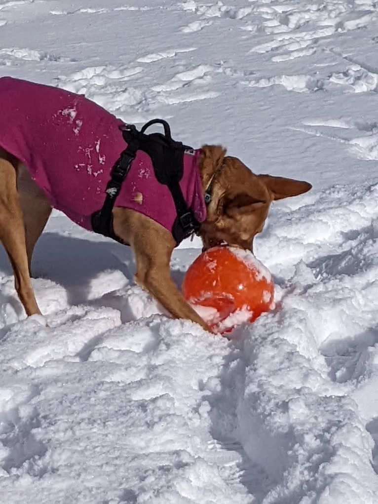 Pepa, a Western European Village Dog tested with EmbarkVet.com