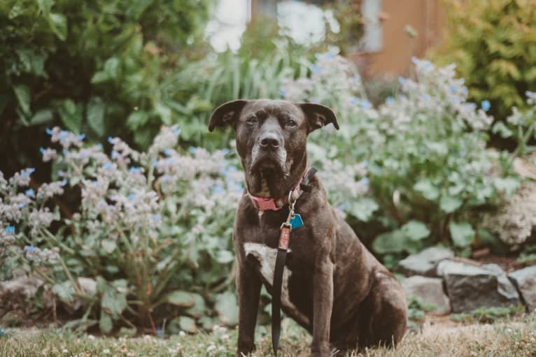 Luci Fur, an American Pit Bull Terrier and Rottweiler mix tested with EmbarkVet.com