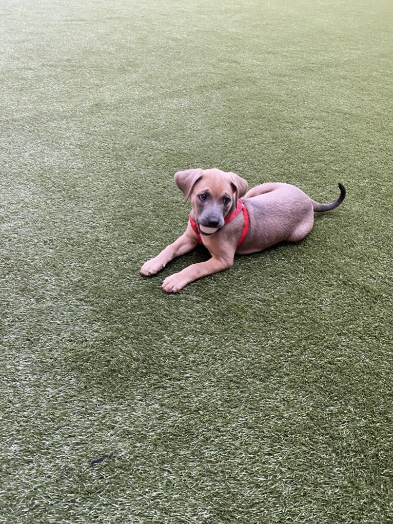 Cookie, an American Pit Bull Terrier and Australian Shepherd mix tested with EmbarkVet.com