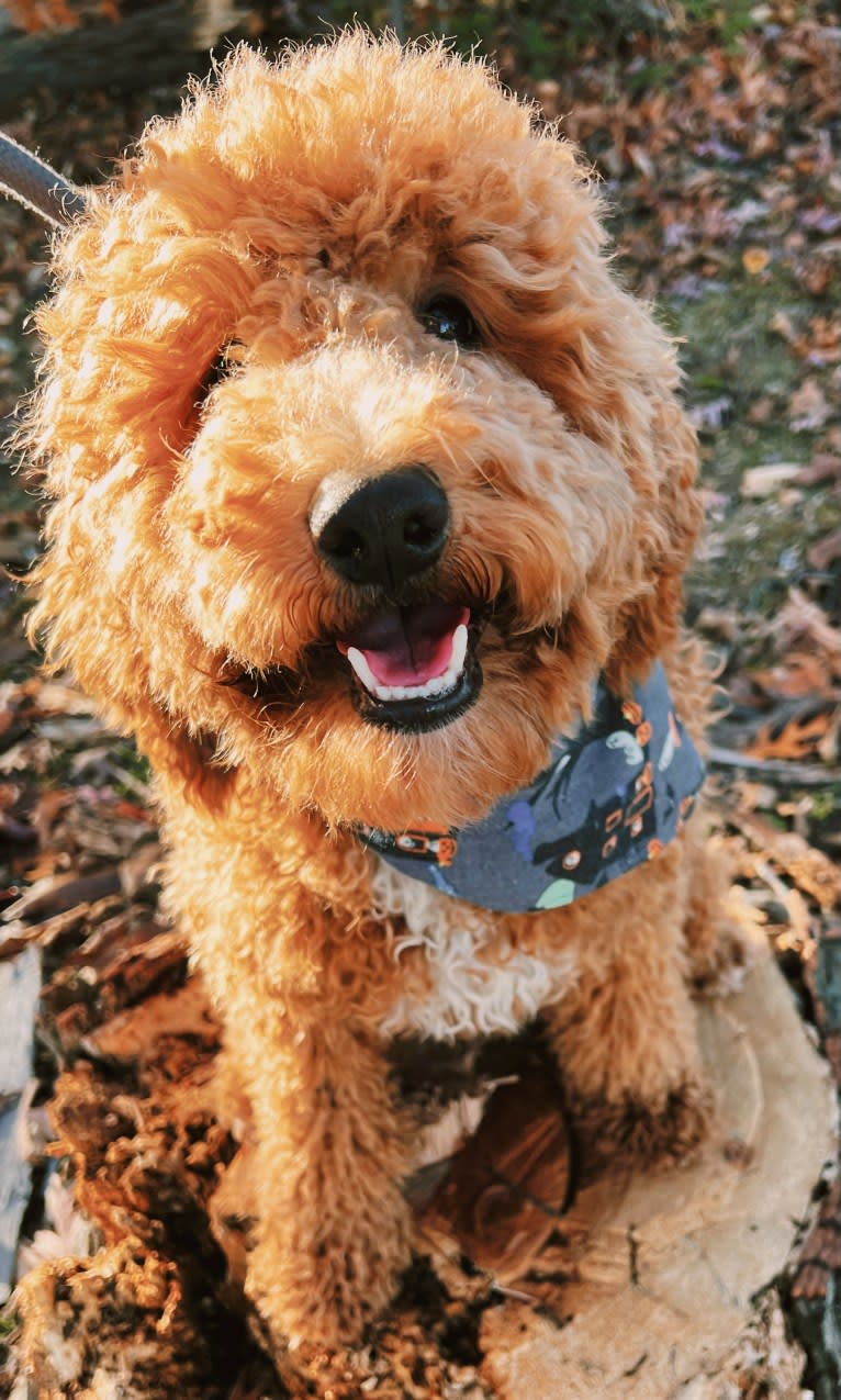 Mac Daddy, a Poodle tested with EmbarkVet.com