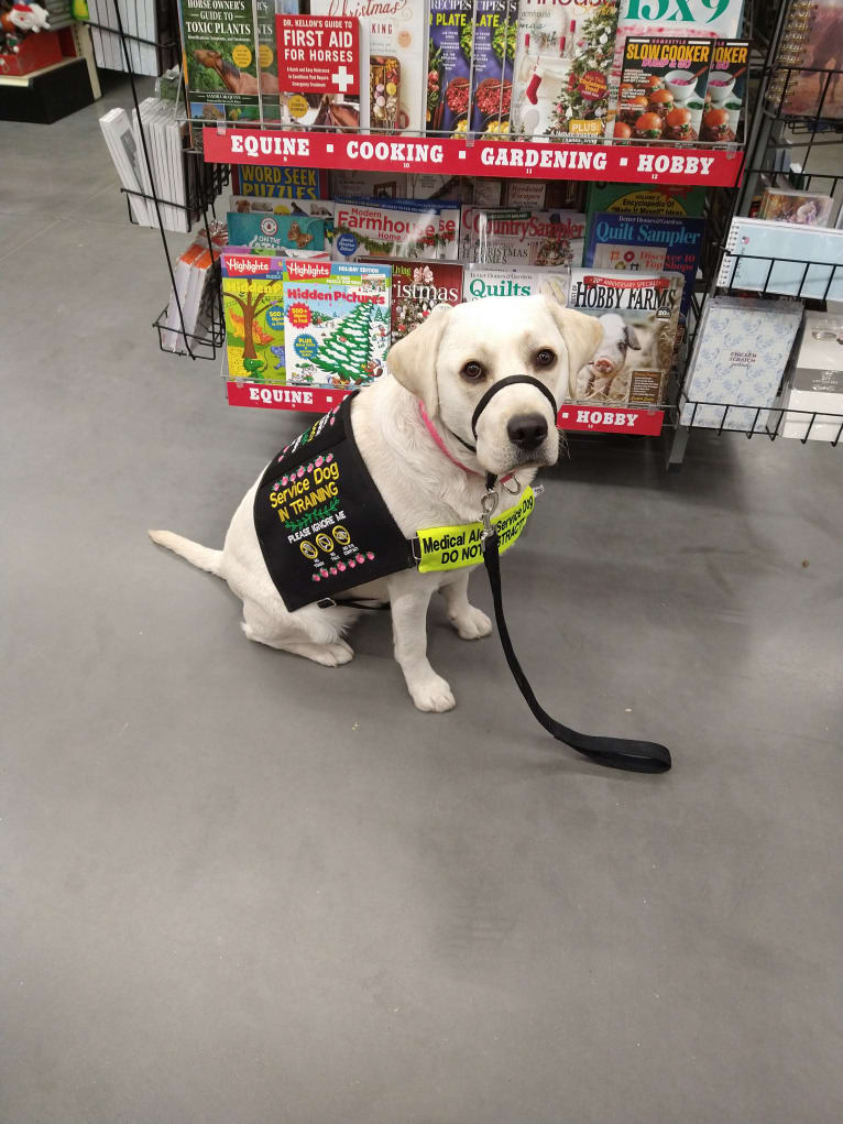 Missy, a Labrador Retriever tested with EmbarkVet.com