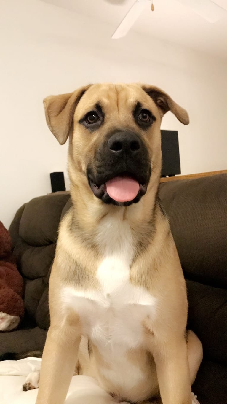 Storm, a Boxer and Akita mix tested with EmbarkVet.com