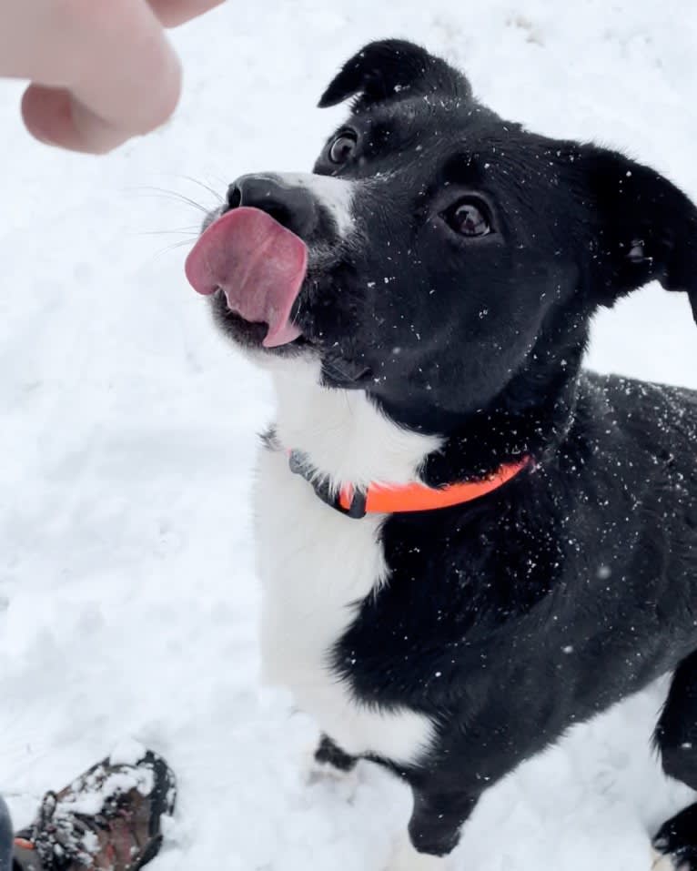 Marlowe Gandalf, a Siberian Husky and Australian Shepherd mix tested with EmbarkVet.com