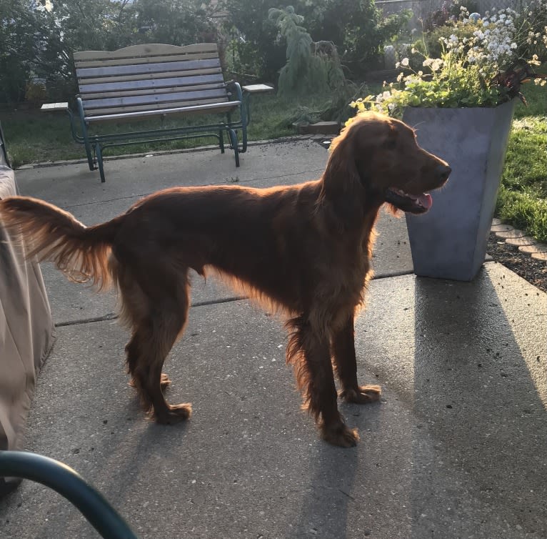 Ralphie, an Irish Setter tested with EmbarkVet.com