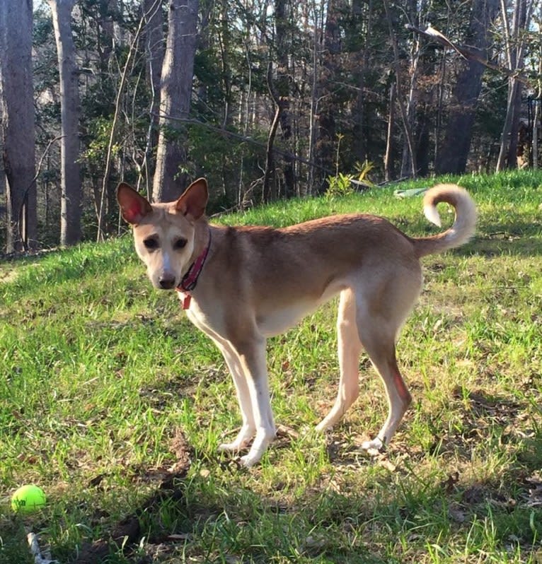 Lolly, an African Village Dog tested with EmbarkVet.com