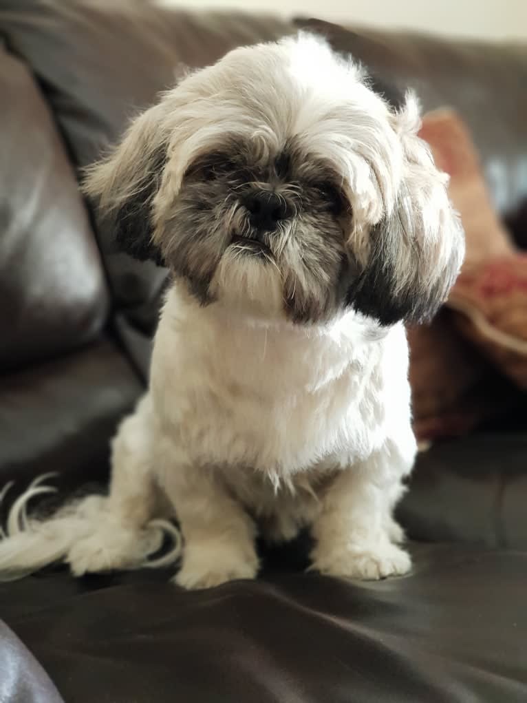 Einstein, a Shih Tzu tested with EmbarkVet.com