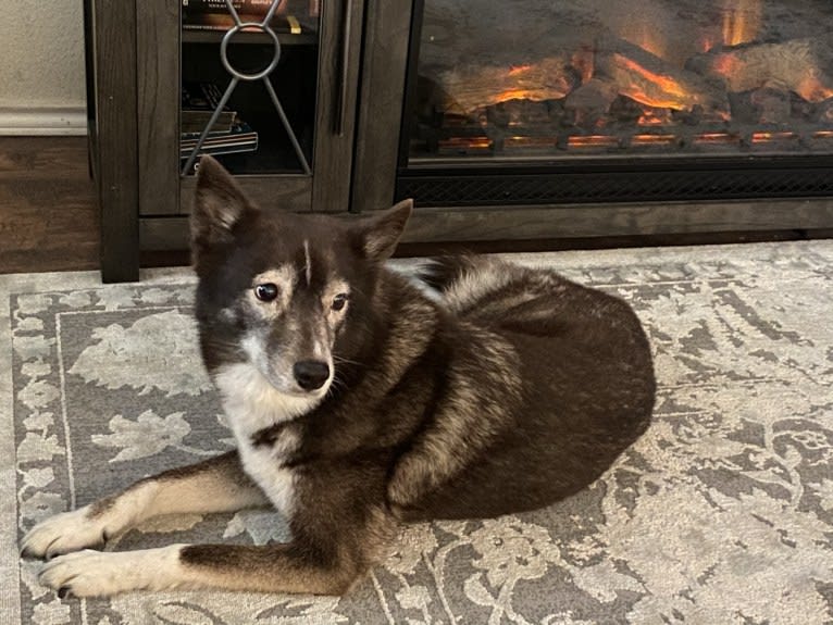 Lucky, a Siberian Husky and Border Collie mix tested with EmbarkVet.com