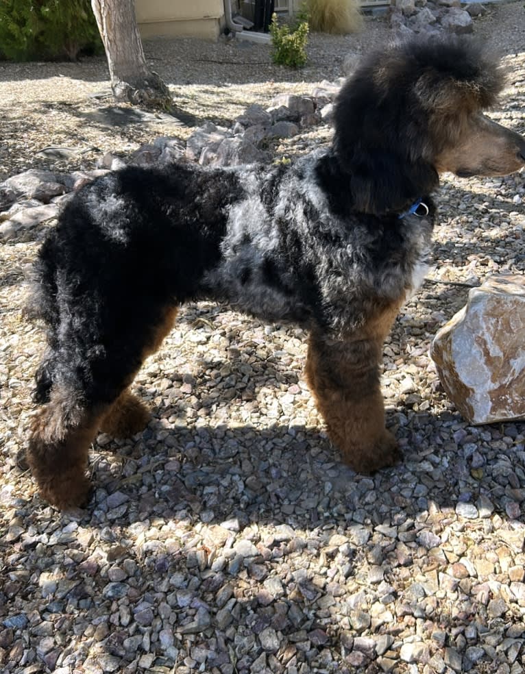 FAMOUS, a Poodle tested with EmbarkVet.com