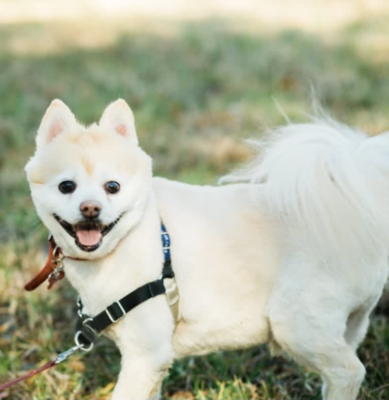 Coco, a Pomeranian tested with EmbarkVet.com