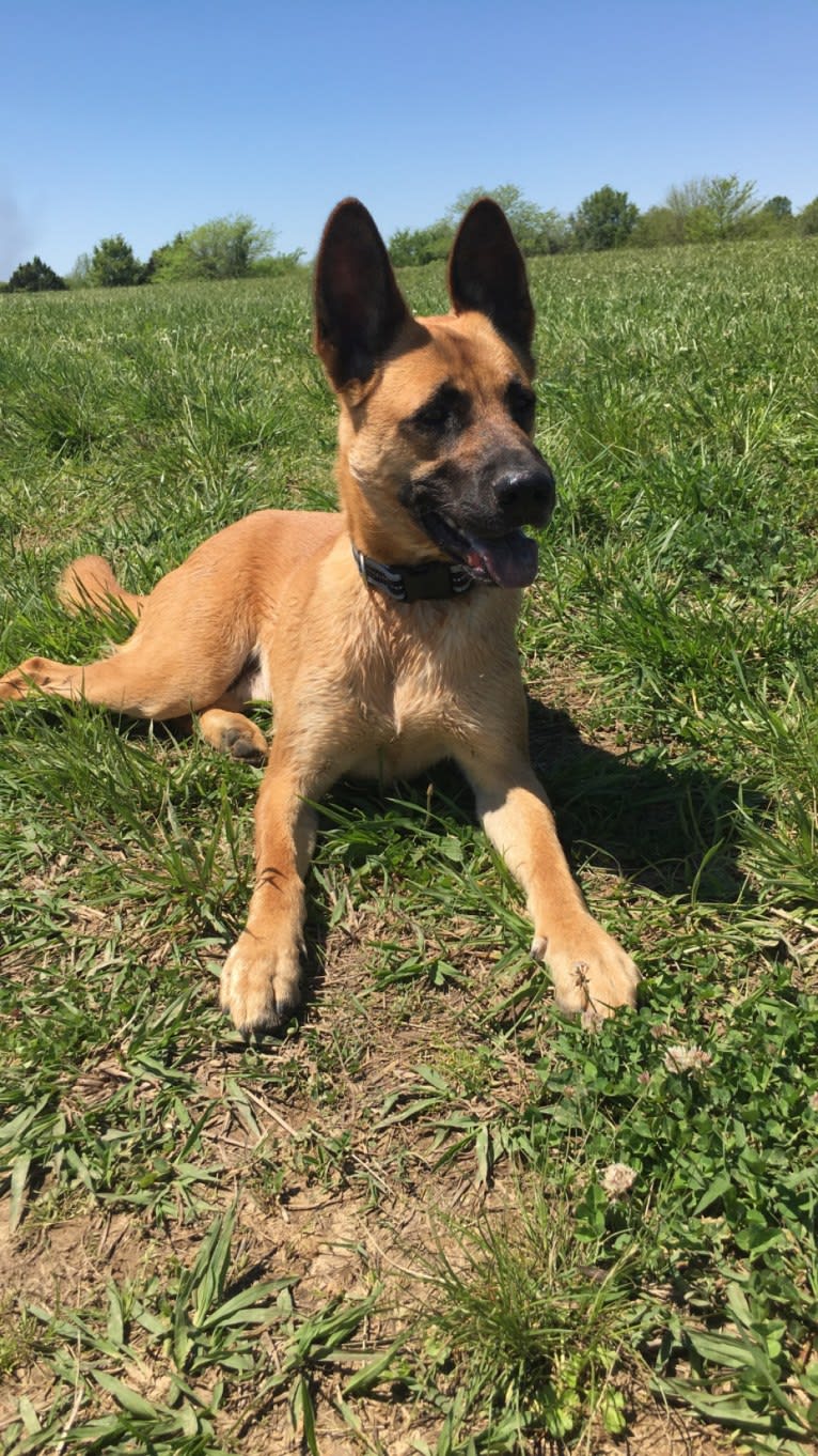 Odin, an American Pit Bull Terrier and Akita mix tested with EmbarkVet.com