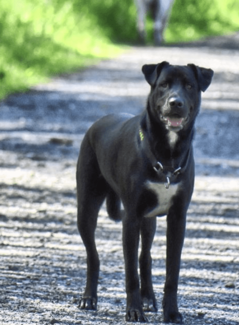 Mooshie, an American Pit Bull Terrier and German Shepherd Dog mix tested with EmbarkVet.com