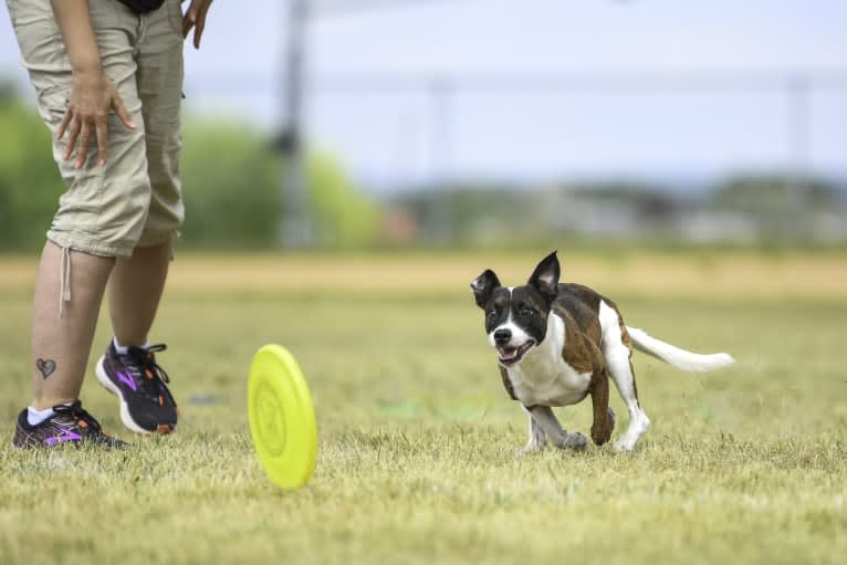 Pan, a Russell-type Terrier and Border Collie mix tested with EmbarkVet.com