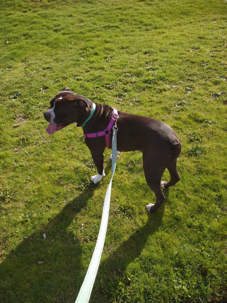 Snoopy, an Olde English Bulldogge tested with EmbarkVet.com