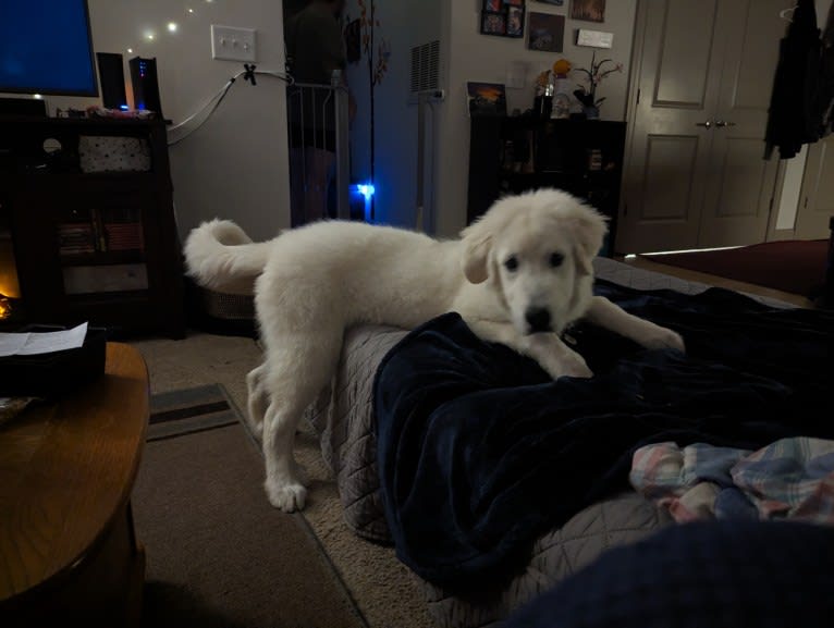 Valiant, a Great Pyrenees tested with EmbarkVet.com