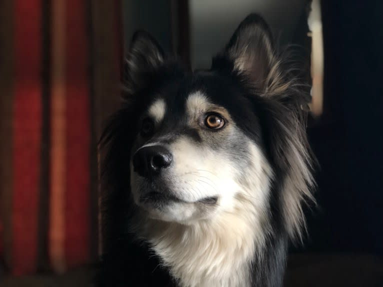 Klaus, a Siberian Husky and Border Collie mix tested with EmbarkVet.com