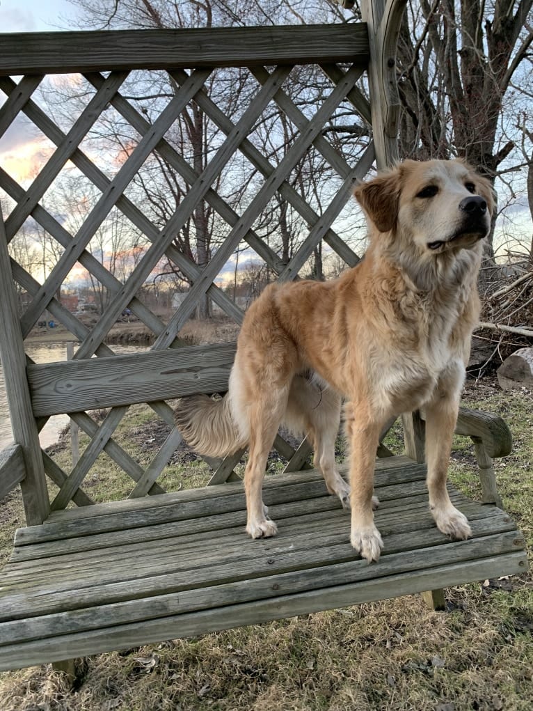 Jameson, a Labrador Retriever and Chow Chow mix tested with EmbarkVet.com