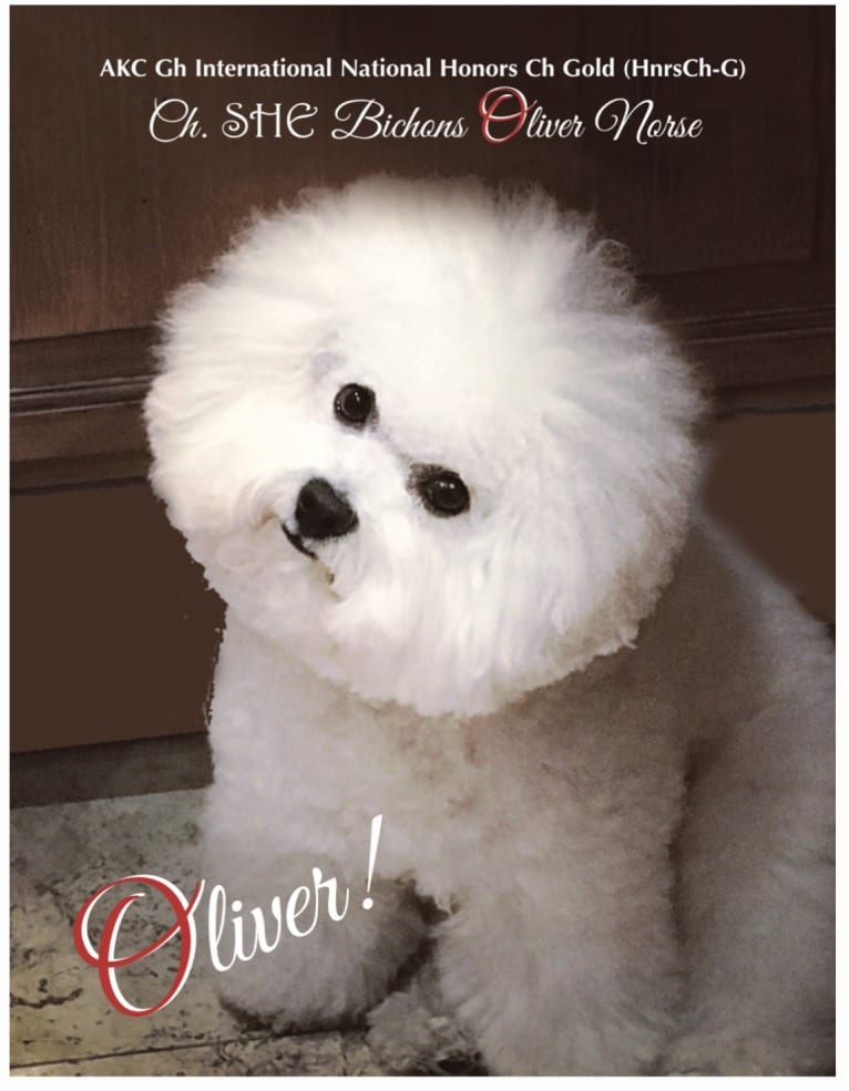 Oliver Norse, a Bichon Frise tested with EmbarkVet.com