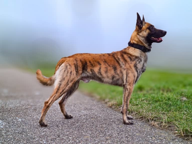 Xanu, a Dutch Shepherd and Belgian Malinois mix tested with EmbarkVet.com