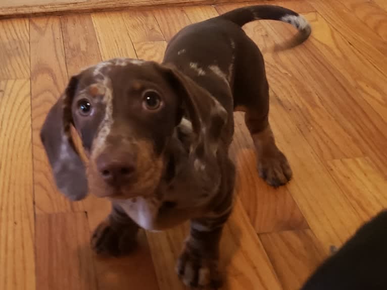Kirby, a Dachshund tested with EmbarkVet.com