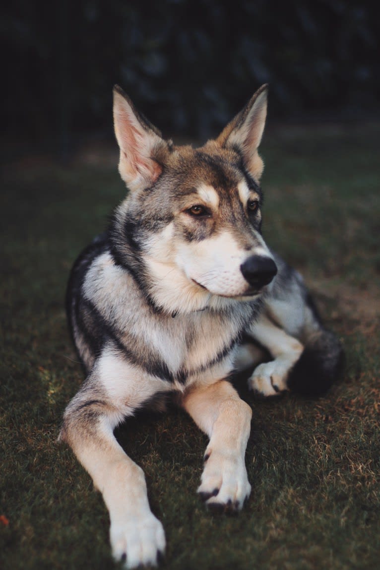 Oberon Wakanda Tachunga, a Saarloos Wolfdog tested with EmbarkVet.com