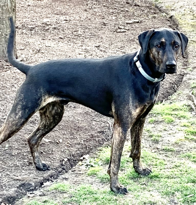 Mountain cur rottweiler mix discount